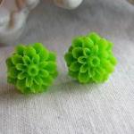 Lime Green Dahlia Chrysant..